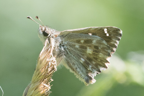 Carcharodus alceae - 0336 Croissy-beaubourg - 8/07/23
