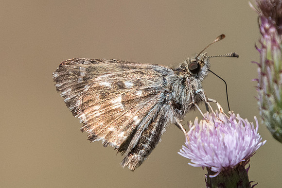 Carcharodus alceae - Précy - 6/07/19