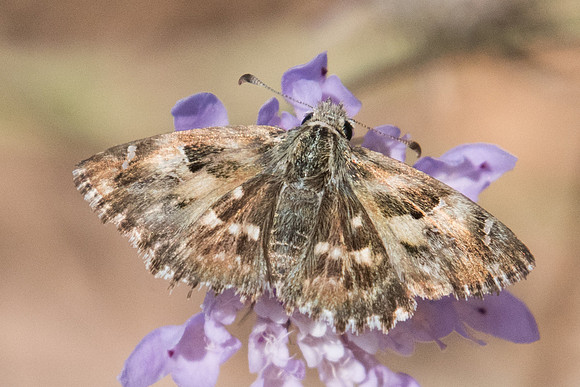 Carcharodus baeticus -7589 - Calce - 23/07/23
