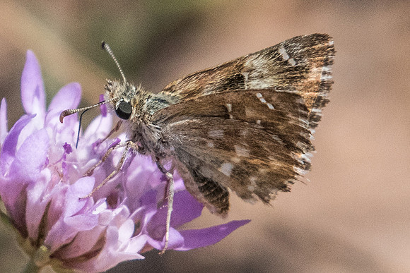 Carcharodus baeticus - 7594 - Calce - 2307/2023