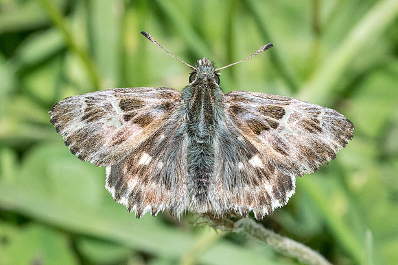 Carcharodus flocciferus-8660 -Col de Larche - 29/06/21