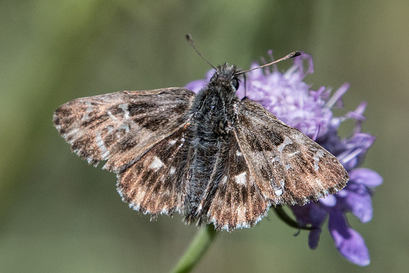 Carcharodus flocciferus-8845 - Termignon - 16/07/22