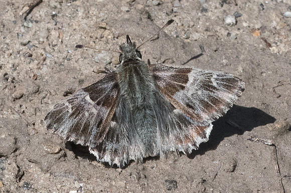 Carcharodus flocciferus-4738 - Isola2000 - 26/06/21