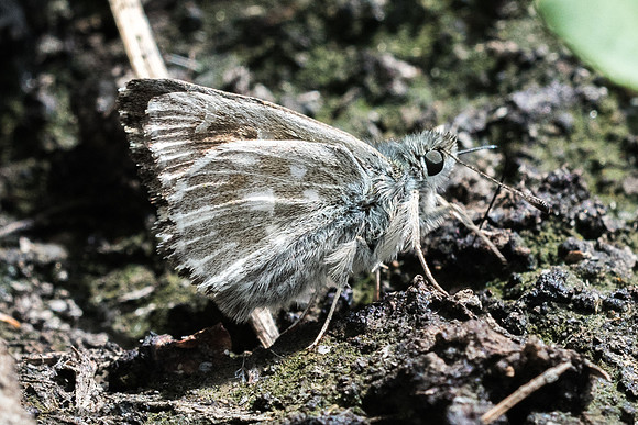 Carcharodus flocciferus-7344 - Beuil - 28/06/21