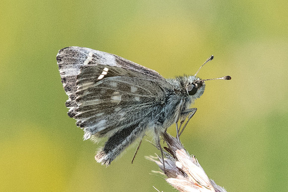 Carcharodus flocciferus --6455 - Coursegoule - 27/06/20