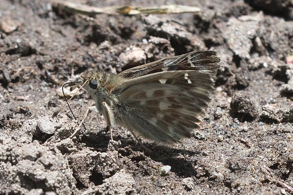 Carcharodus flocciferus-4767 - Isola 2000 - 26/06/21