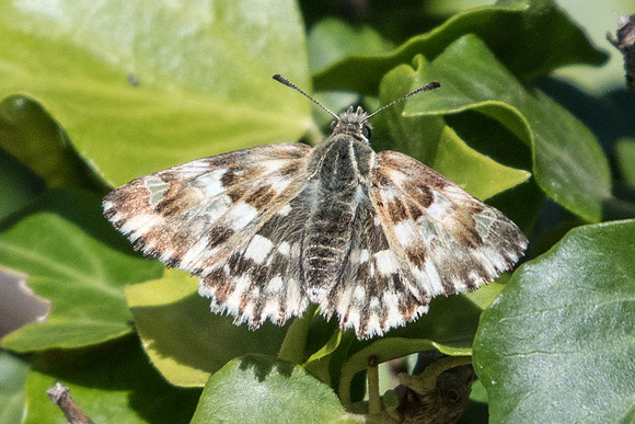 Carcharodus lavatherae-1603 - Rimplas - 29/06/20