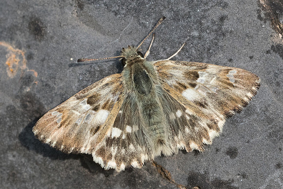 Carcharodus lavatherae-6637 - Rimplas - 27/06/21