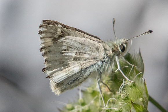 Carcharodus lavatherae-1731 - Rimplas - 29/06/20