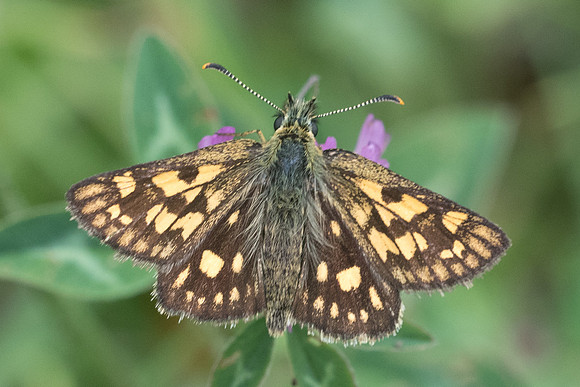 Carterocephalus palaemon-2101 - Lesigny - 5/06/21