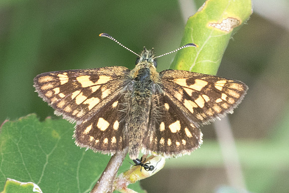 Carterocephalus palaemon-2047 - Lesigny - 5/06/21