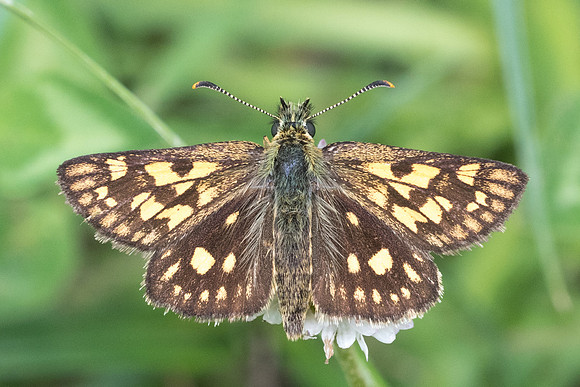 Carterocephalus palaemon-2150 - Lesigny - 5/06/21