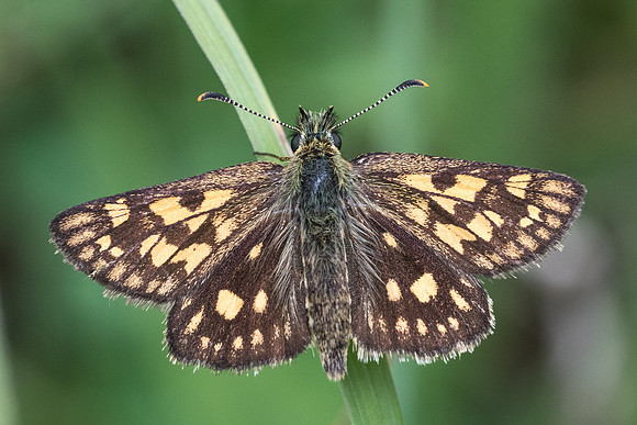 Carterocephalus palaemon-2181 - Lesigny - 5/06/21