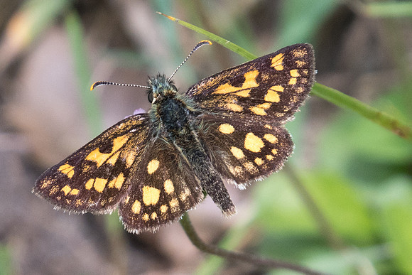Carterocephalus palaemon 6457 - Passonfontaine - 27/05/22