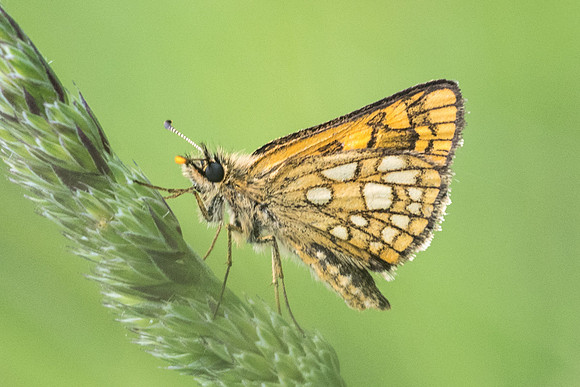 Carterocephalus palaemon-2240 - Lesigny - 5/06/21