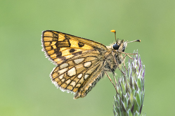 Carterocephalus palaemon-2276 - Lesigny - 5/06/21