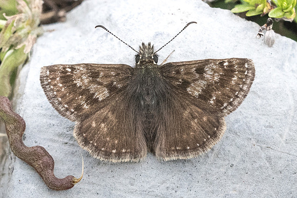 Erynnis tages-7138 - Col de la Cayolle - 28/06/21