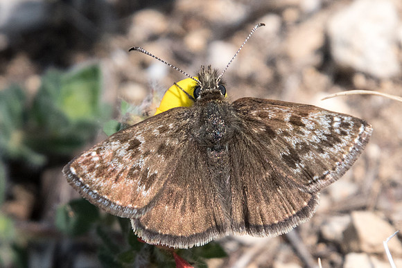 Erynnis tages - Digne les bains - 18/04/19
