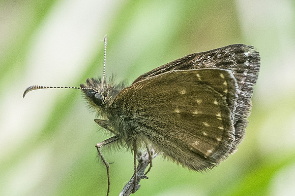 Erynnis tages-5143 - Cipières - 12/05/21
