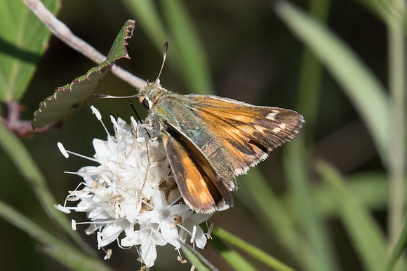 Hesperia comma-7483 (La Comma) -   Peille - 12/09/20