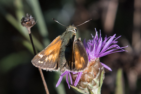 Hesperia comma-7515 - Peille 12/09/20