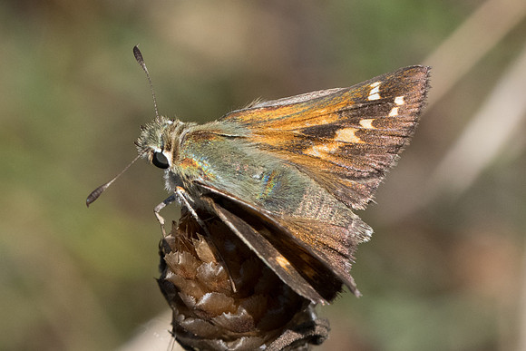 Hesperia comma-7622 - Peille - 12/09/20