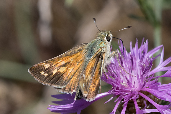 Hesperia comma-8959 - Col de la Madone (Peille) - 14/09/20