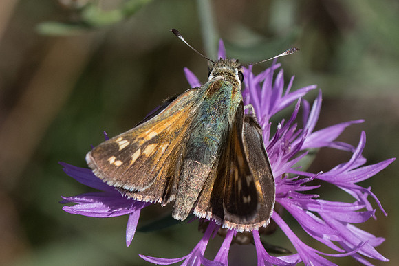 Hesperia comma-8970 - Col de la Madone (Peille) - 14/09/20