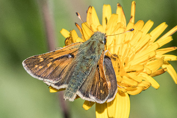 Hesperia comma-5681 - Termignon - 15/07/22