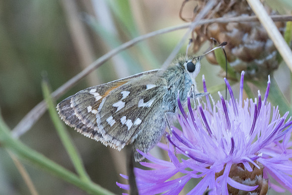 Hesperia comma-7617 - Peille - 12/09/20