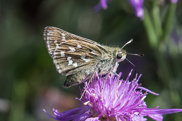 Hesperia comma-7459 - Peille - 12/09/20