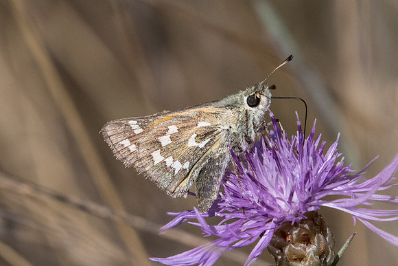 Hesperia comma-7340 - Peille - 12/09/20