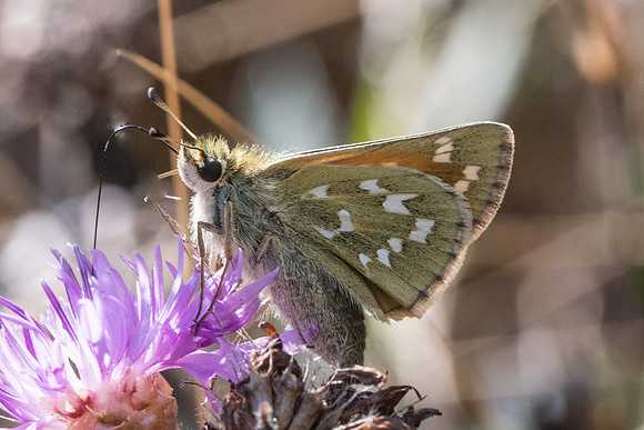 Hesperia comma-8993 - Peille - 14/09/20