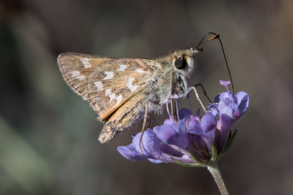Hesperia comma-1744 - Cipières - 26/09/20