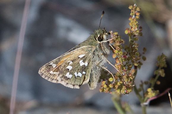 Hesperia comma-5205 Calce 19/07/23