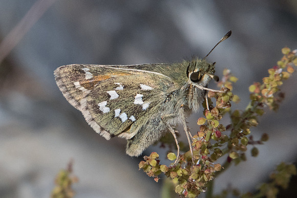 Hesperia comma-5209 - Calce 19/07/2023