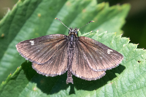 Heteropterus morpheus-7091 - Lesigny - 12/07/20