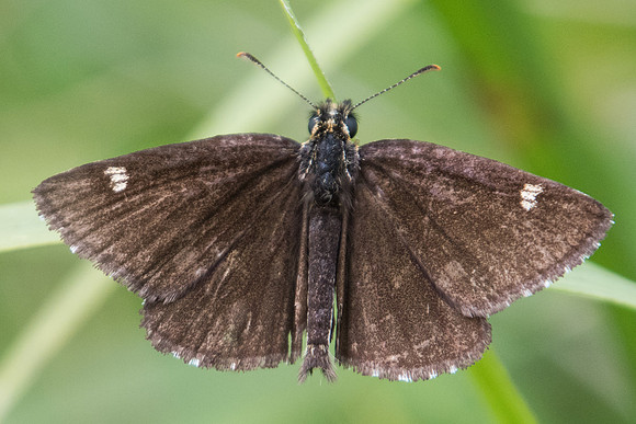 Heteropterus morpheus-9965 - Brenne - 1/07/23