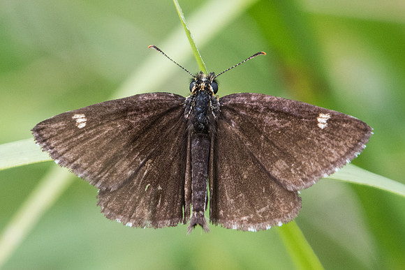 Heteropterus morpheus-9969 - Brenne -  1/07/23