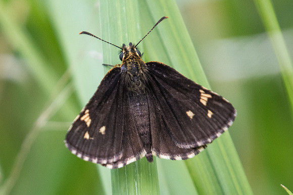 Heteropterus morpheus - 5504 - Lesigny - 23/07/21