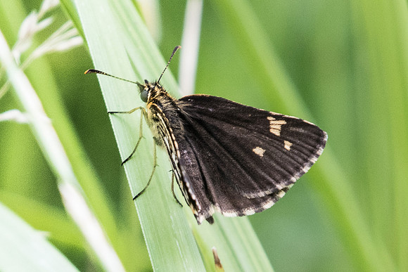 Heteropterus morpheus-5496 - Lesigny - 23/07/21