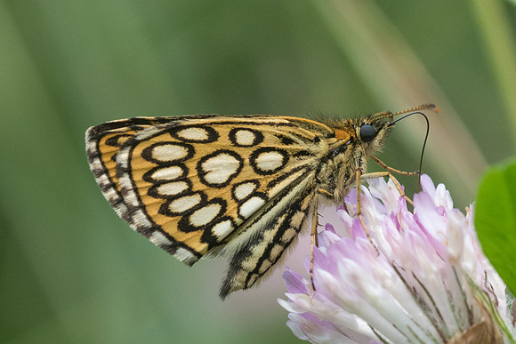 Heteropterus morpheus-5539 - Lesigny - 23/07/21