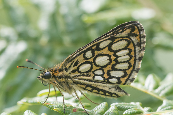Heteropterus morpheus-5632 - Lesigny - 23/07/21