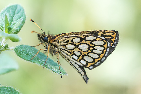 Heteropterus morpheus-7419 - Arbonne la forêt - 30/06/18