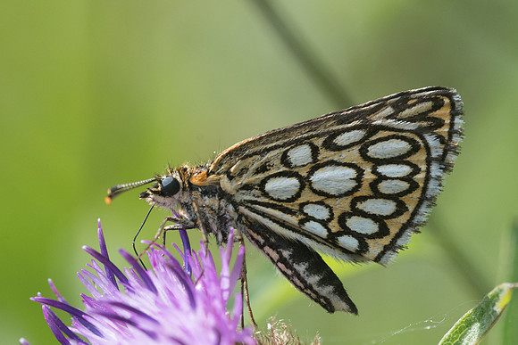 Heteropterus morpheus- -6247 Lesigny - 12/08/21