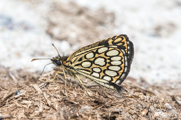 Heteropterus morpheus - Fontainebleau - 30/06/18