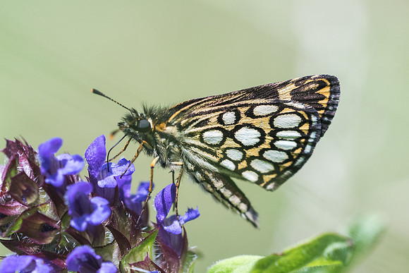 Heteropterus morpheus - 7245 - Fontainebleau - 30/06/18