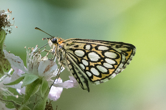 Heteropterus morpheus-7219 - Lesigny -  12/07/20