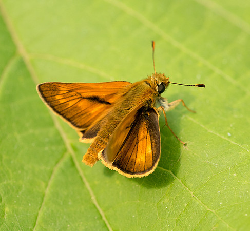 Ochlodes sylvanus (Sylvaine) - Précy