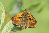 Ochlodes sylvanus ♂-5590 - Lesigny - 23/07/21